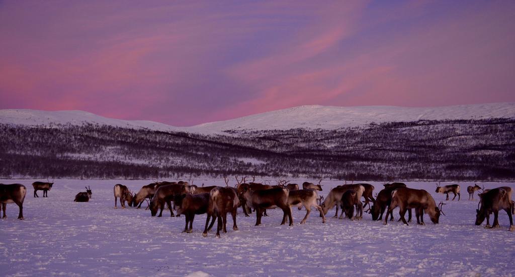 Kilpisjaerven Tunturimajat Villa Kilpisjärvi Rom bilde